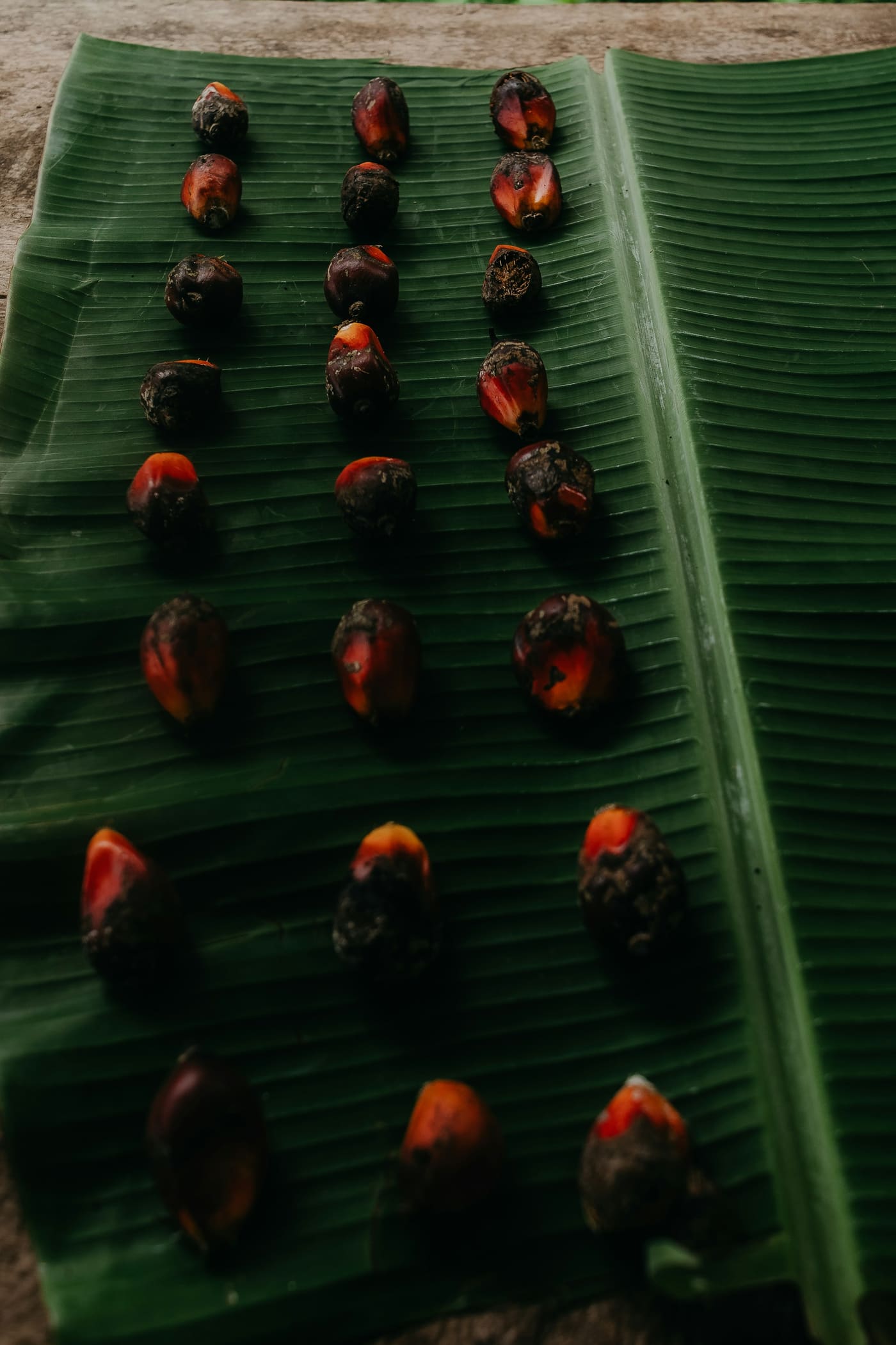 Frutos de palma aceitera, rojo anaranjados, ordenados en filas sobre una hoja verde.
